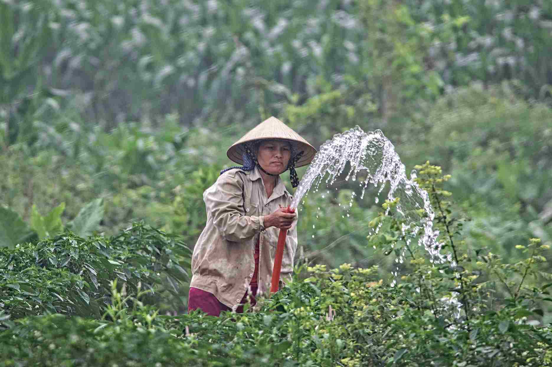 Vietnam Agriculture Development