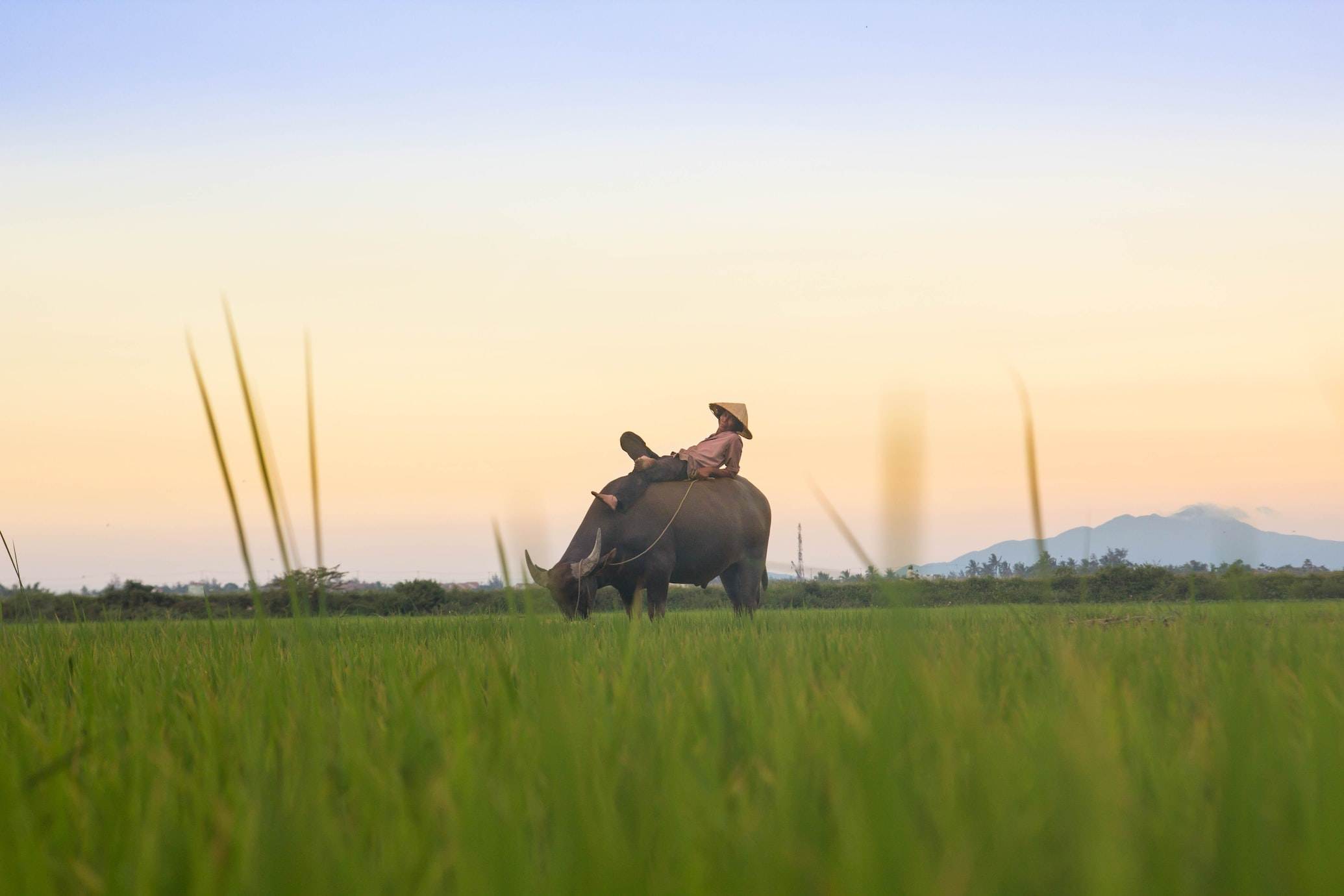 Agriculture in Vietnam