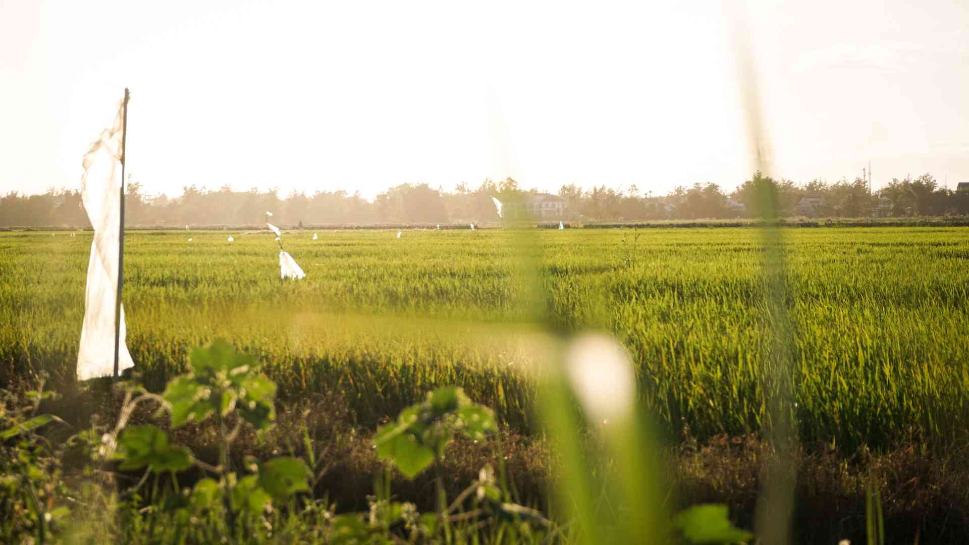 Vietnam Become Global Agriculture Powerhouse